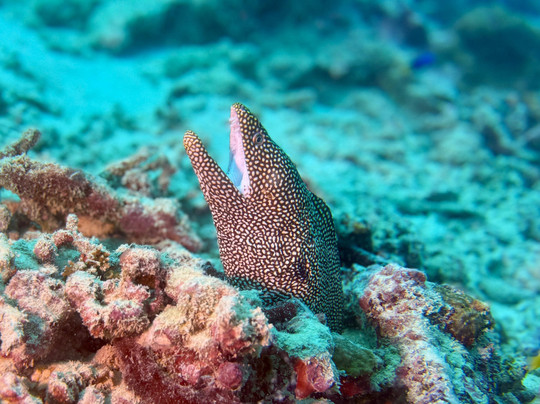 Equinoxe Ecole Seychelloise de Plongee