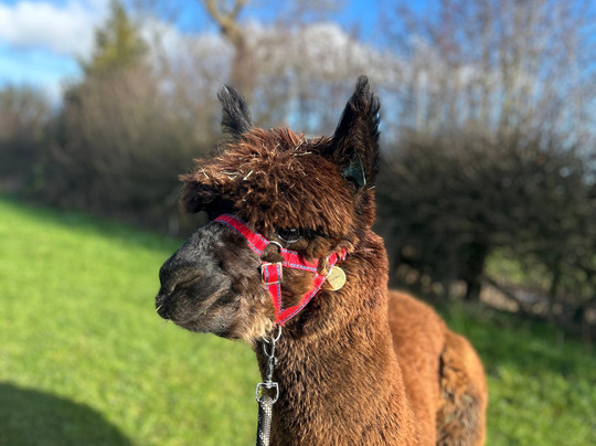 Charnwood Forest Alpacas-Boundary必去景点