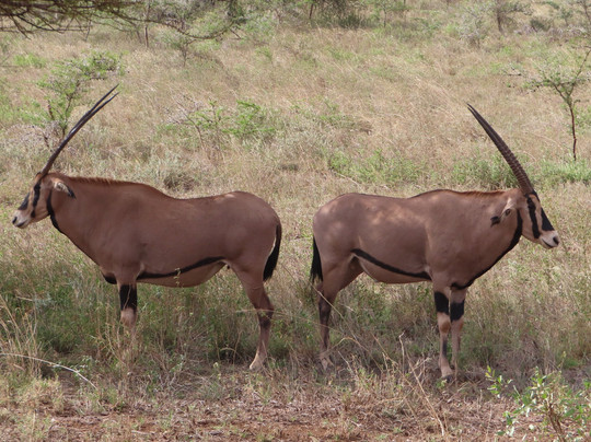 Johari Africa Adventures-迪亚尼必去景点
