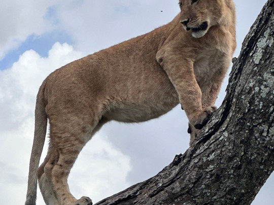 Serengeti Smile-阿鲁沙必去景点