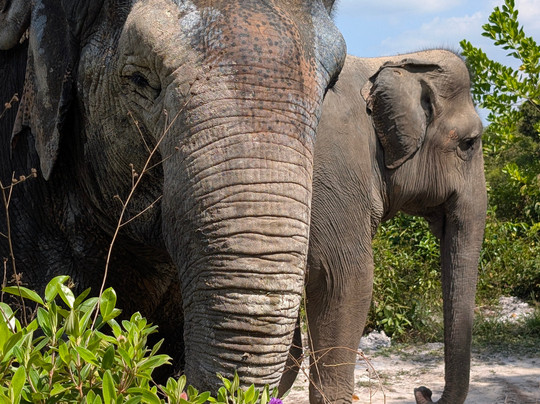 Kulen Elephant Forest-暹粒必去景点