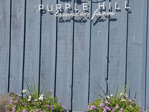 Purple Hill Lavender-Creemore必去景点