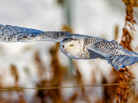 Spruce Photo Tours-汤森必去景点