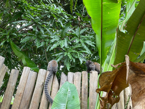 LAUS Bangalôs Experience