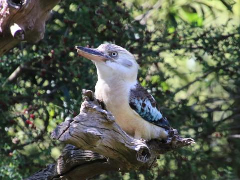 彼鲁兹洛恩酒店主图