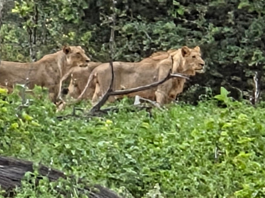 Real Africa Safaris Chobe-卡萨尼必去景点