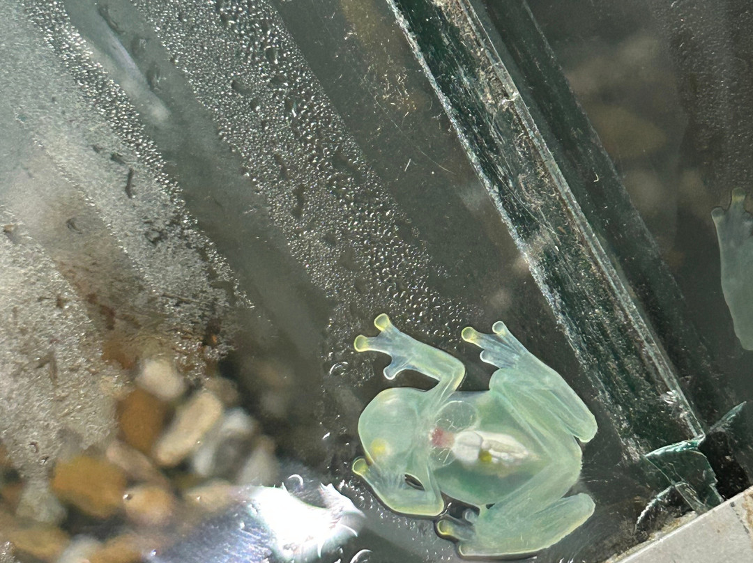 Wikiri Sapoparque-基多必去景点