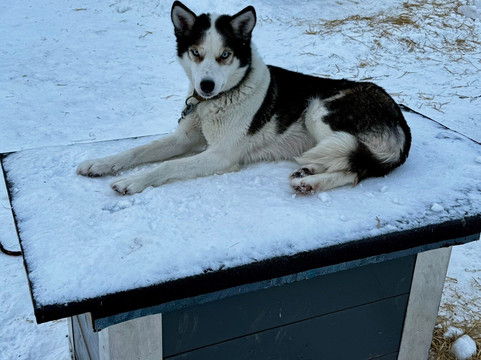 Northern Light Dog Adventure-Nordkjosbotn必去景点