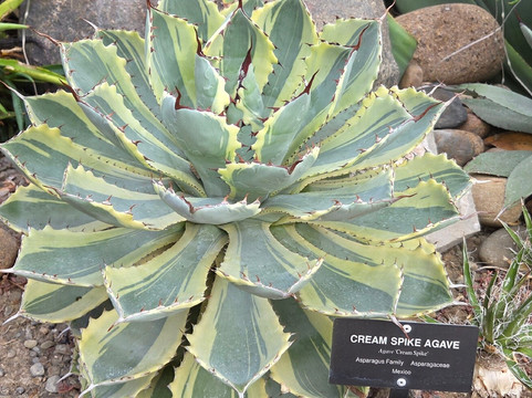 Buffalo and Erie County Botanical Gardens-水牛城必去景点