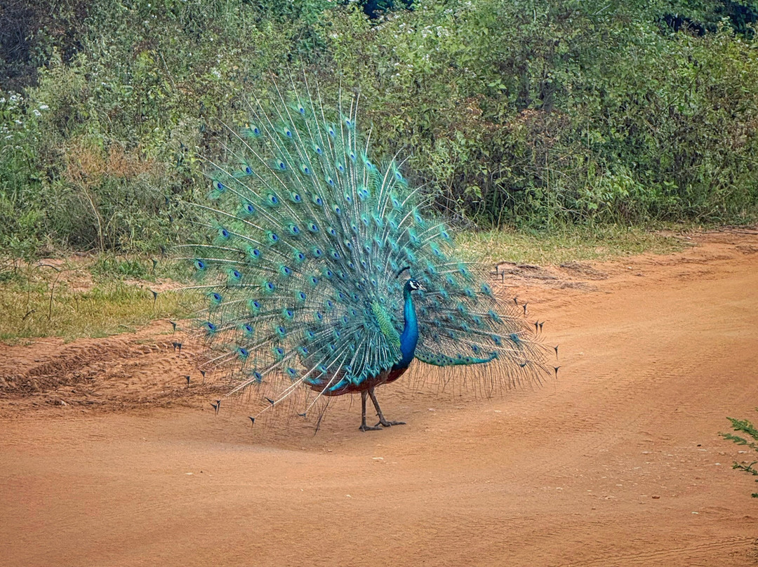 Wilderness Safari Udawalawe-乌达瓦拉瓦必去景点