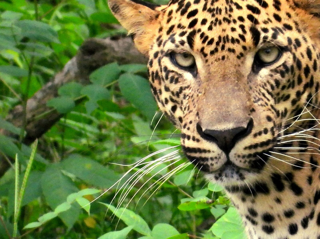 Majestic Safari Yala-蒂瑟默哈拉默必去景点