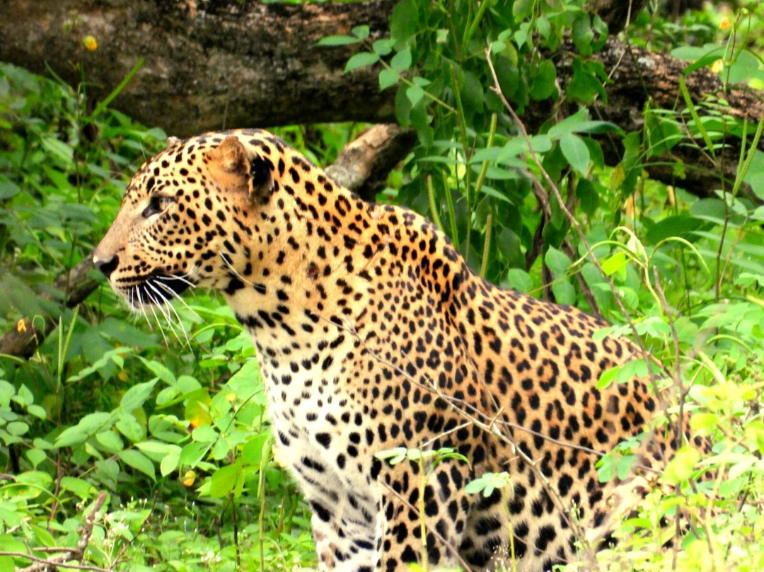 Majestic Safari Yala-蒂瑟默哈拉默必去景点