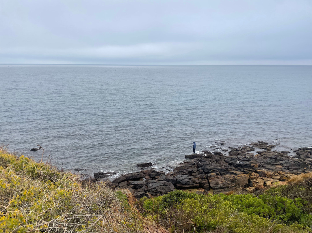 Linley Point-莫宁顿必去景点