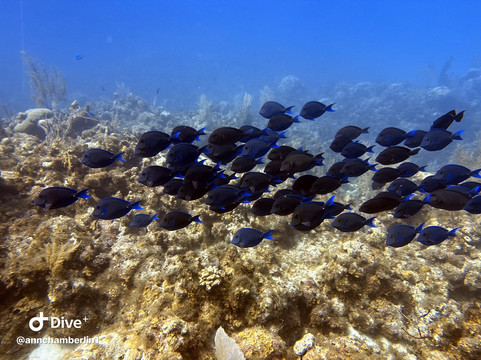 Epic Divers Grand Cayman Cayman Islands-大开曼岛必去景点