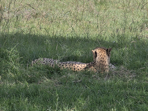 Marvels of Africa-内罗毕必去景点