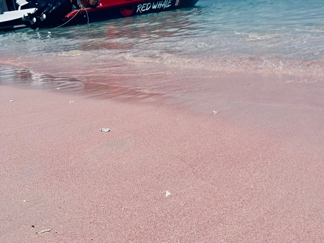 Red Whale Dive Center & Tours-Labuan Bajo必去景点