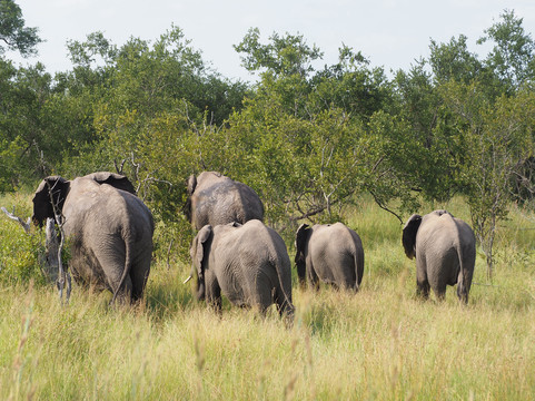 The Kruger Safari Co.-司库库札必去景点