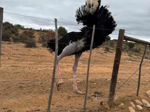 Highgate Ostrich Show Farm-奥兹洪必去景点