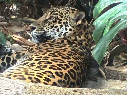 Rescate Wildlife Rescue Center-阿拉辉拉必去景点