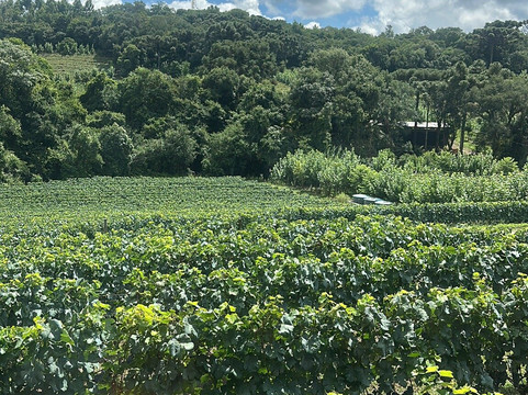 Don Laurindo-本图贡萨尔维斯必去景点