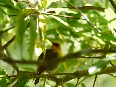 Grande Montagne Nature Reserve-罗德里格斯岛必去景点