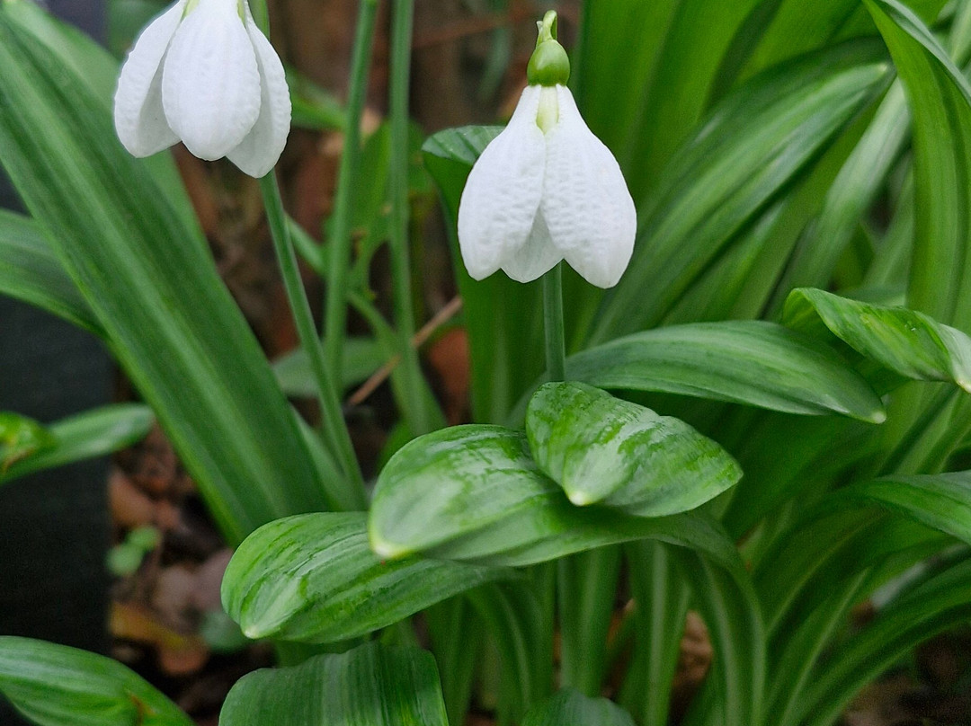 East Lambrook Manor Gardens-South Petherton必去景点