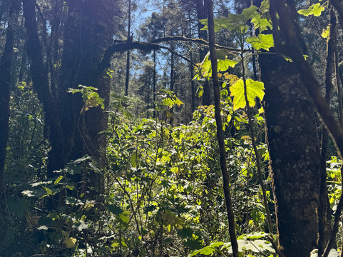 Piedra Herrada Sanctuary-巴耶－德布拉沃必去景点