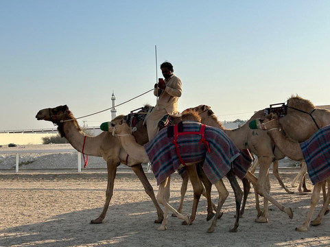 Al Shahaniya Racetrack-Ash-Shahaniyah必去景点