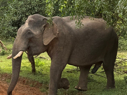 Lanka Classy Tours-凯拉尼亚必去景点