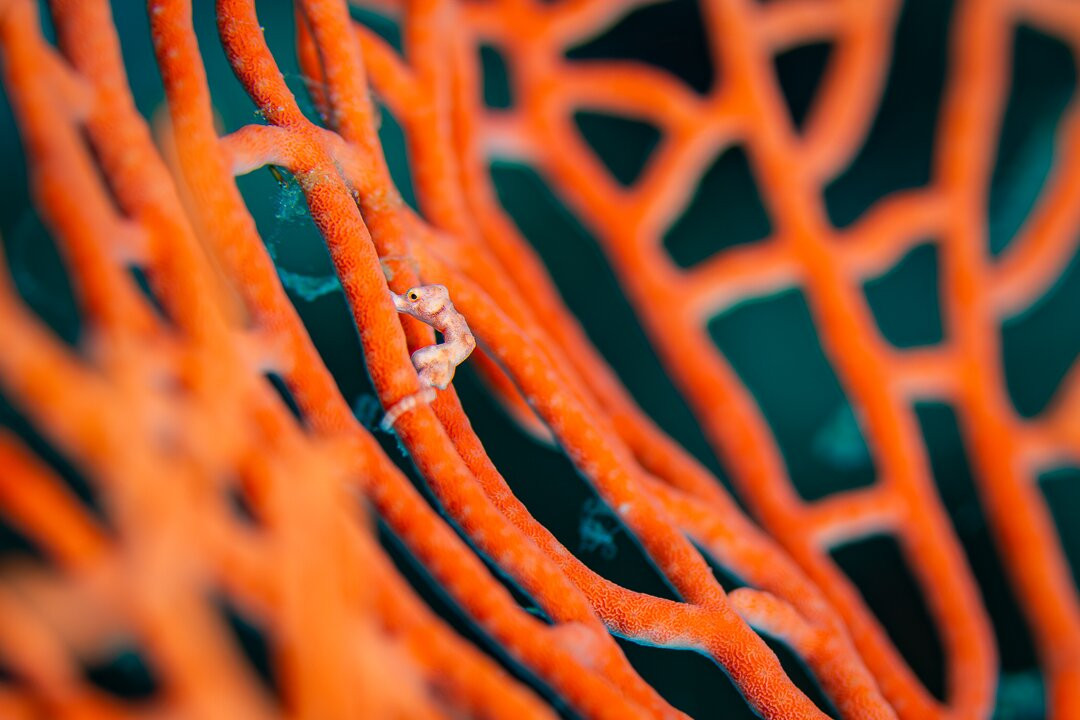 Situju Tuju Cruises-Labuan Bajo必去景点