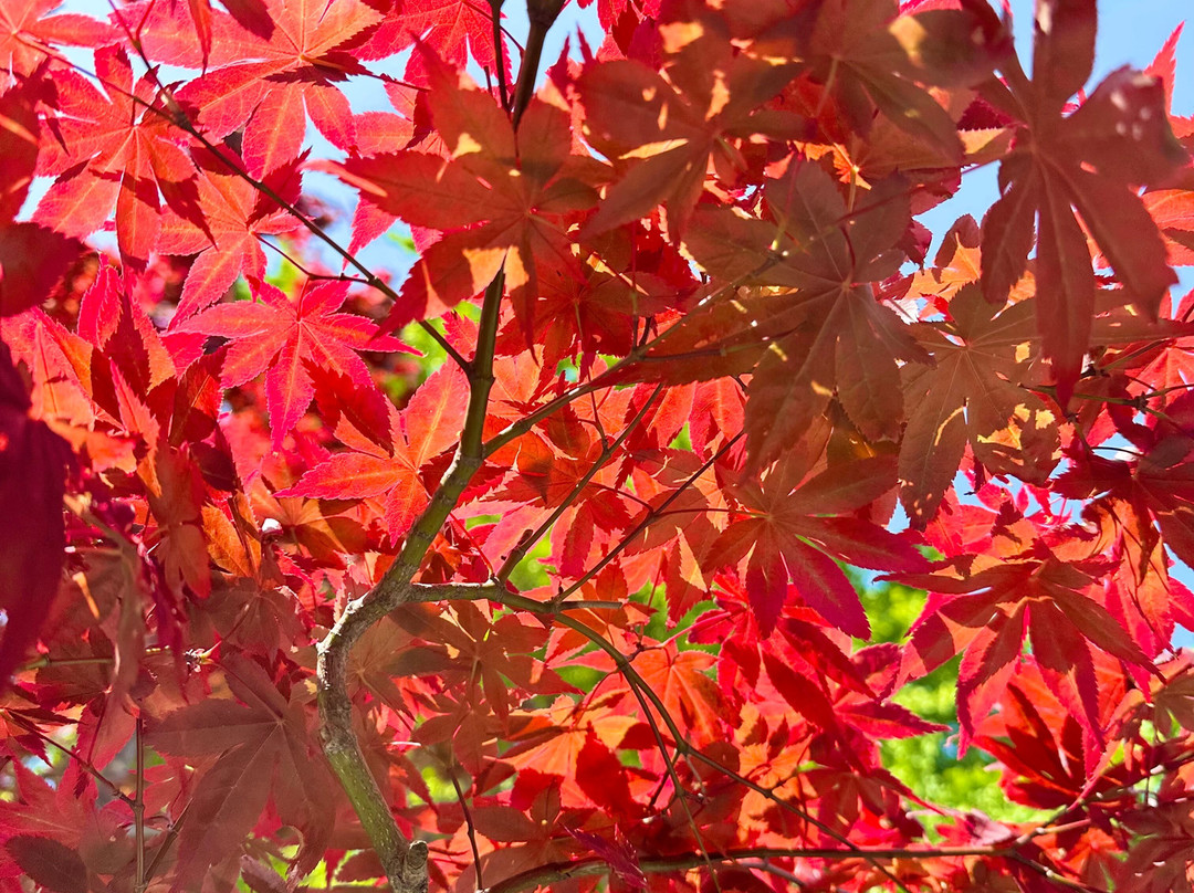 Momiji Hachimangu Shrine-福冈市必去景点