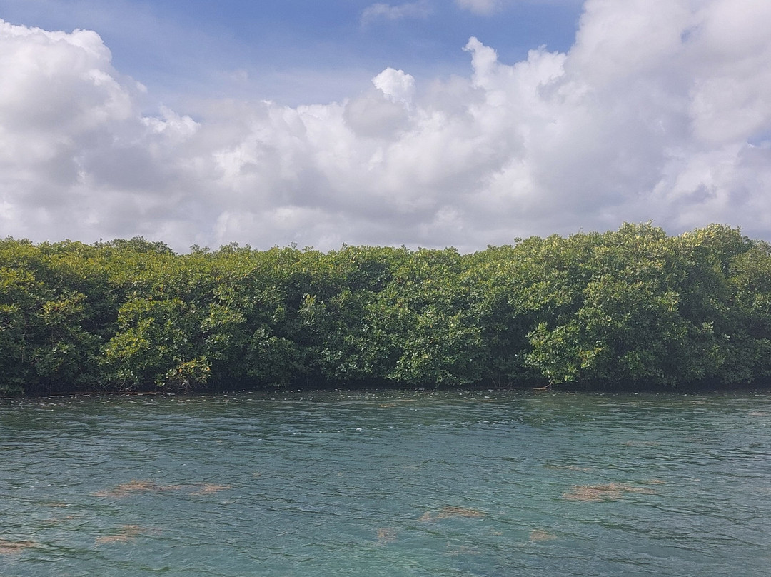 Antigua Nature Tours-圣 约翰必去景点