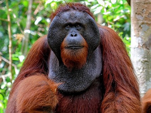 Jenie Subaru - Tanjung Puting National Park Tour Organizer