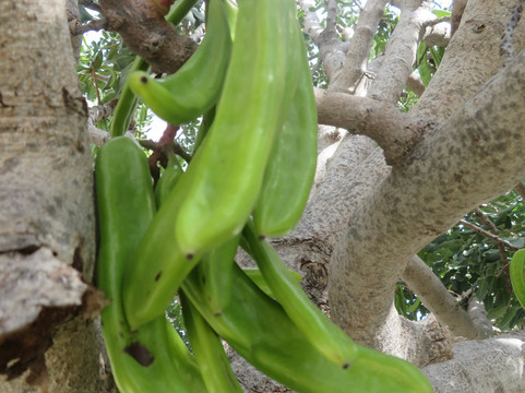 L'Orangerie-拉孔达米讷必去景点