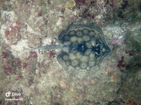 Samara Dive School-萨玛拉滩必去景点