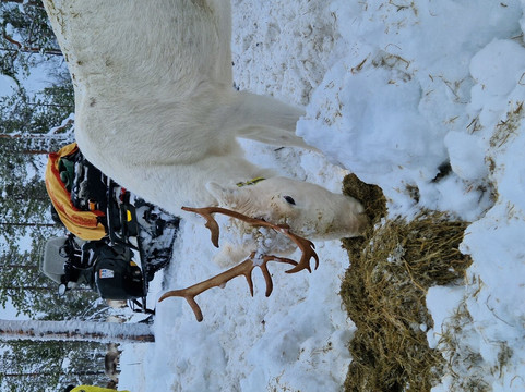 佩特里马特斯驯鹿农场-伊纳里必去景点