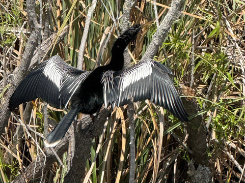 Swamp Fever Airboat Adventures-Lake Panasoffkee必去景点