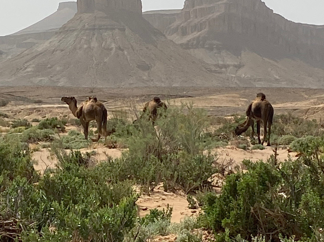 Reves Du Desert A Foum Zguid-Foum Zguid必去景点