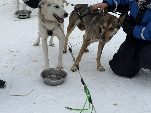 哈士奇雪橇之旅-罗瓦涅米必去景点