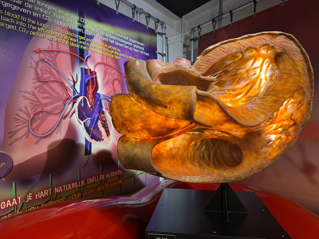 CORPUS 'journey through the human body'-乌赫斯特海斯特必去景点