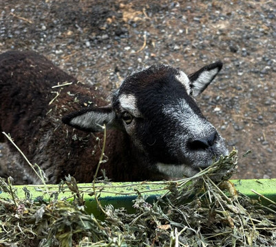 Parque Safari-兰卡瓜必去景点