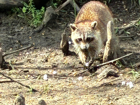 Cajun Pride Swamp Tours-LaPlace必去景点