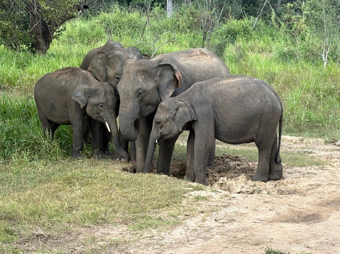 Minneriya | kawdulla Jeep safari