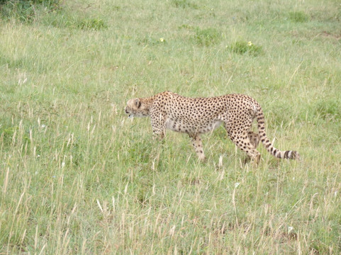 Shanjoy Tours and Safaris-Kikuyu必去景点