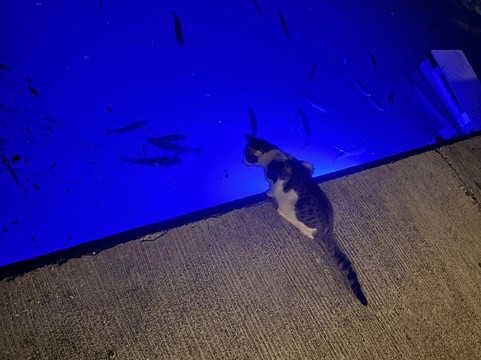 Flisvos Marina-帕里欧弗里欧必去景点