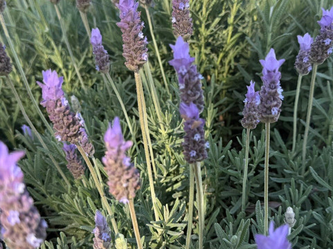 Kalopa Fields Farmstead-霍诺卡阿必去景点