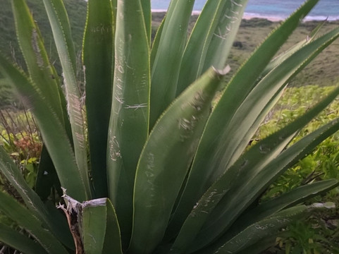 Point Udall-圣克鲁斯必去景点