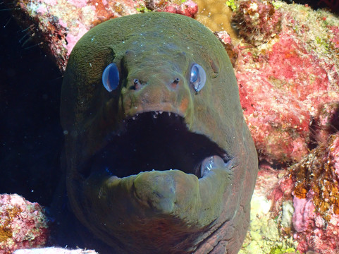 OK Maldives-马累必去景点