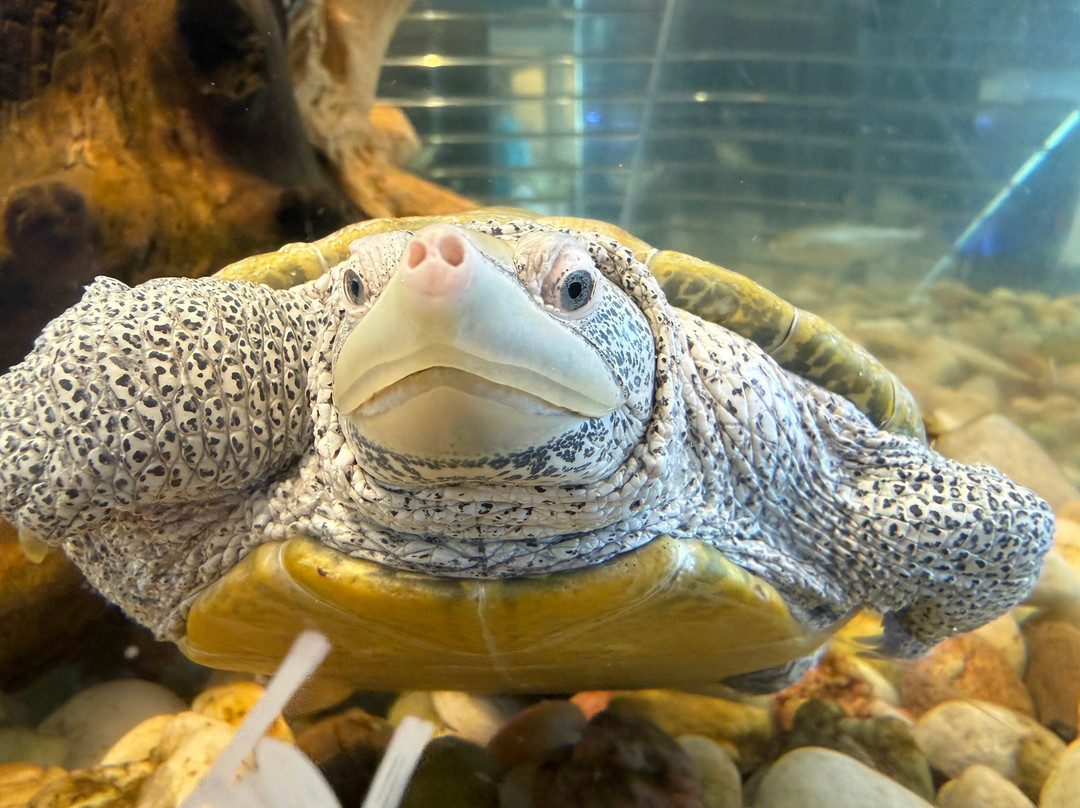 Tybee Island Marine Science Center-泰碧岛必去景点