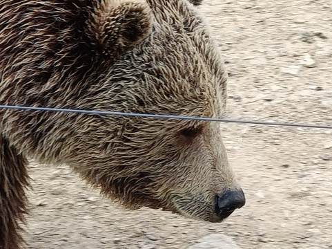 BEAR SANCTUARY Prishtina-普里什蒂纳必去景点